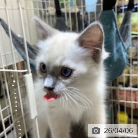 埼玉県のラグドール (ペットプラス クレアモール川越店/2026年1月16日生まれ/男の子/ブルーポイントミテッド)の子猫の4枚目の画像