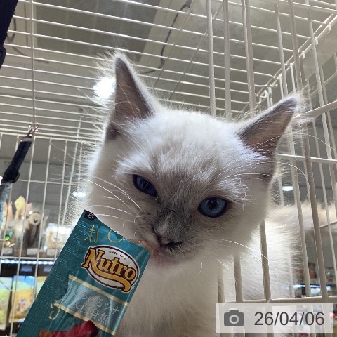 埼玉県のラグドール (ペットプラス クレアモール川越店/2026年1月16日生まれ/男の子/ブルーポイントミテッド)の子猫の3枚目の画像