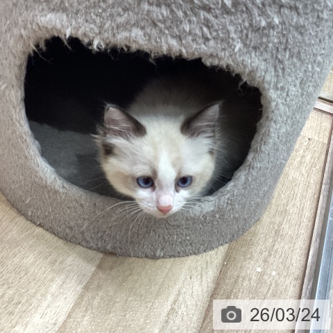 埼玉県のラグドール (ペットプラス 与野店/2026年1月16日生まれ/男の子/シールポイントバイカラー)の子猫の3枚目の画像