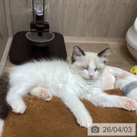 埼玉県のラグドール (ペットプラス 与野店/2026年1月16日生まれ/男の子/シールポイントバイカラー)の子猫の4枚目の画像