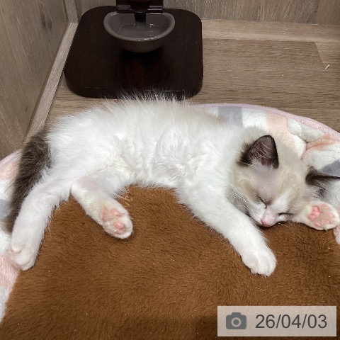 埼玉県のラグドール (ペットプラス 与野店/2026年1月16日生まれ/男の子/シールポイントバイカラー)の子猫の3枚目の画像