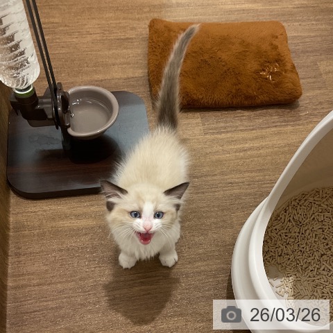 埼玉県のラグドール (ペッツワン 吉川美南店/2026年1月16日生まれ/女の子/シールポイントバイカラー)の子猫の4枚目の画像