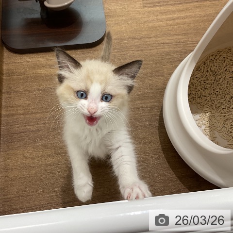 埼玉県のラグドール (ペッツワン 吉川美南店/2026年1月16日生まれ/女の子/シールポイントバイカラー)の子猫の3枚目の画像