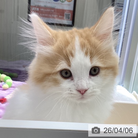 東京都のラガマフィン (ペットプラス むさし村山店/2026年1月9日生まれ/男の子/レッドタビーホワイト)の子猫の3枚目の画像