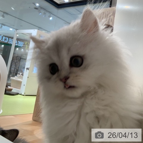 ペルシャの写真