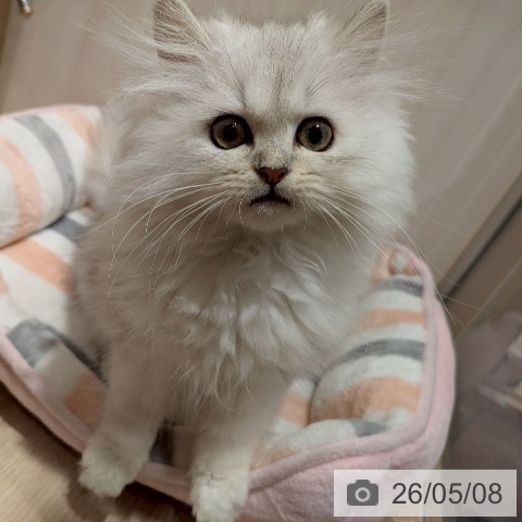 ペルシャの写真