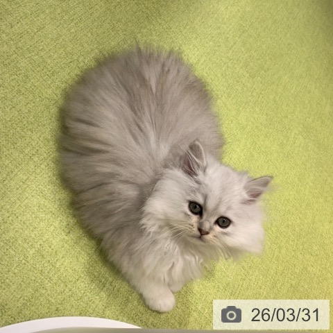 東京都のペルシャ (ペットプラス アクアシティお台場店/2026年1月12日生まれ/女の子/チンチラシルバー)の子猫の3枚目の画像