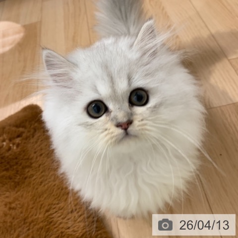 東京都のペルシャ (ペットプラス アクアシティお台場店/2026年1月12日生まれ/女の子/チンチラシルバー)の子猫の3枚目の画像