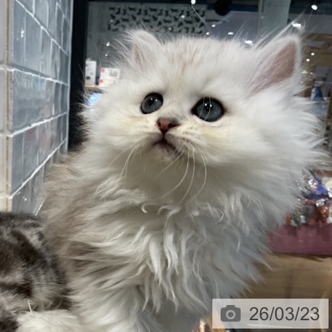 埼玉県のペルシャ (ペットプラス コクーンシティ店/2026年1月16日生まれ/女の子/チンチラシルバー)の子猫の4枚目の画像