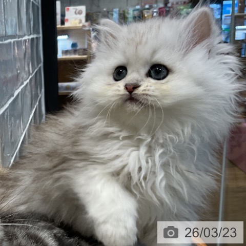 埼玉県のペルシャ (ペットプラス コクーンシティ店/2026年1月16日生まれ/女の子/チンチラシルバー)の子猫の3枚目の画像