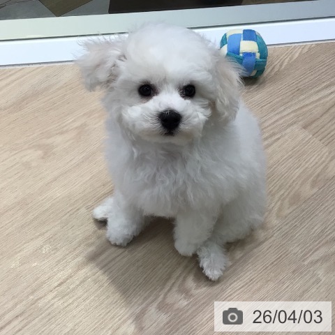 東京都のビションフリーゼ (ペットプラス 多摩平の森店/2026年1月15日生まれ/男の子/ホワイト)の子犬の4枚目の画像