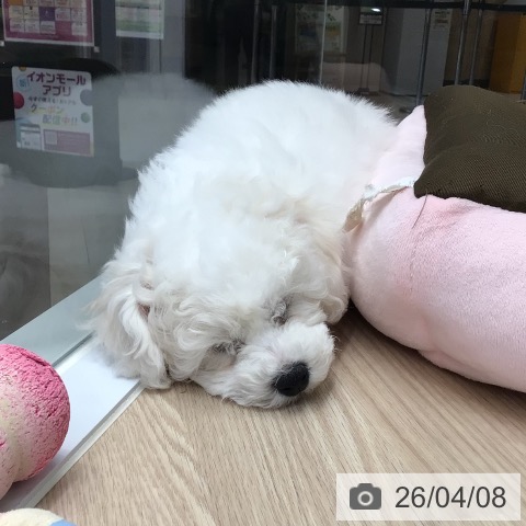 東京都のビションフリーゼ (ペットプラス 多摩平の森店/2026年1月15日生まれ/男の子/ホワイト)の子犬の3枚目の画像