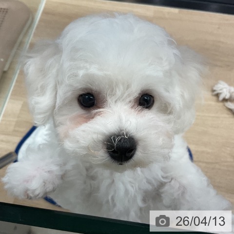 神奈川県のビションフリーゼ (ペットプラス 武蔵小杉店/2026年1月15日生まれ/女の子/ホワイト)の子犬の3枚目の画像