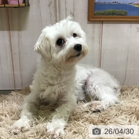 マルチーズの写真