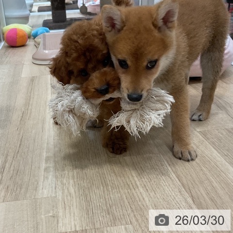 福岡県の柴犬(標準サイズ) (ペットプラス 香椎浜店/2026年1月17日生まれ/男の子/赤)の子犬の4枚目の画像