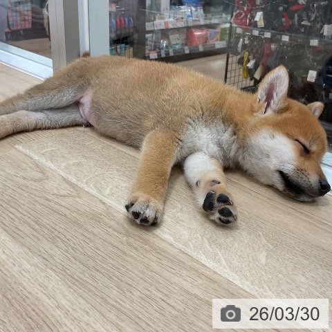 福岡県の柴犬(標準サイズ) (ペットプラス 香椎浜店/2026年1月17日生まれ/男の子/赤)の子犬の3枚目の画像