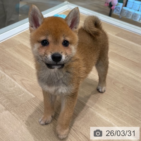 東京都の柴犬(標準サイズ) (ペットプラス 日の出店/2026年1月17日生まれ/女の子/赤)の子犬の3枚目の画像