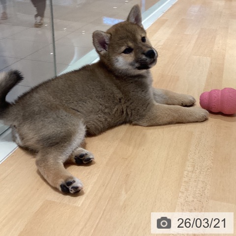 鹿児島県の柴犬(標準サイズ) (ペットプラス 姶良店/2026年1月17日生まれ/女の子/赤)の子犬の4枚目の画像