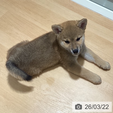 鹿児島県の柴犬(標準サイズ) (ペットプラス 姶良店/2026年1月17日生まれ/女の子/赤)の子犬の3枚目の画像