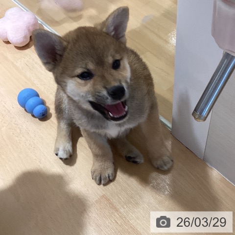 鹿児島県の柴犬(標準サイズ) (ペットプラス 姶良店/2026年1月17日生まれ/女の子/赤)の子犬の4枚目の画像