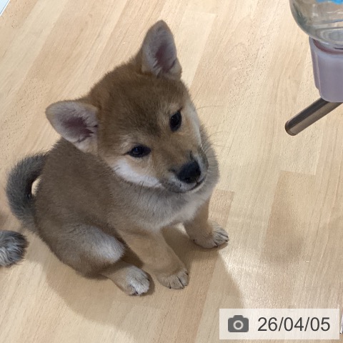 鹿児島県の柴犬(標準サイズ) (ペットプラス 姶良店/2026年1月17日生まれ/女の子/赤)の子犬の3枚目の画像