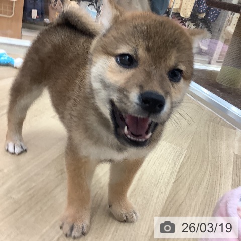 宮崎県の柴犬(標準サイズ) (ペットプラス 宮崎店/2026年1月17日生まれ/女の子/赤)の子犬の4枚目の画像