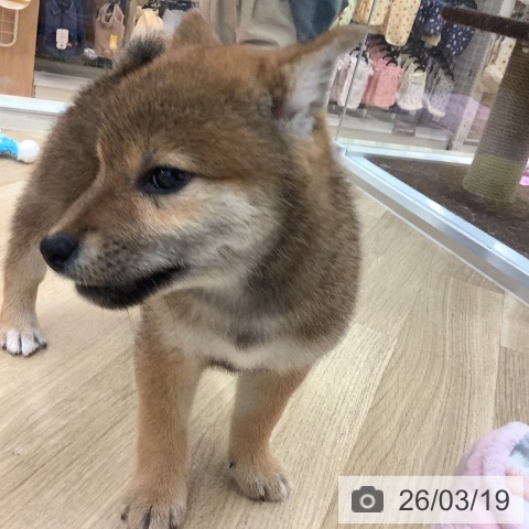 宮崎県の柴犬(標準サイズ) (ペットプラス 宮崎店/2026年1月17日生まれ/女の子/赤)の子犬の3枚目の画像