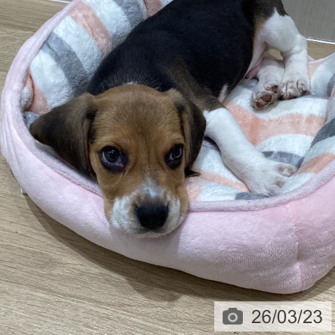 宮城県のビーグル (ペットプラス 仙台泉大沢店/2026年1月12日生まれ/男の子/ブラックタンホワイト)の子犬の4枚目の画像