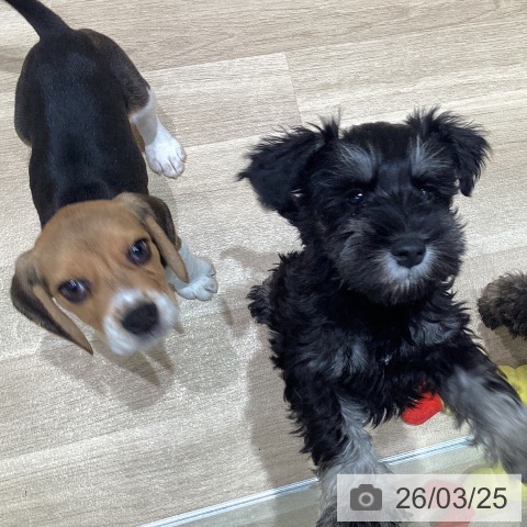 宮城県のビーグル (ペットプラス 仙台泉大沢店/2026年1月12日生まれ/男の子/ブラックタンホワイト)の子犬の3枚目の画像