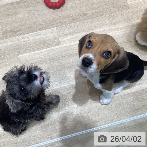 宮城県のビーグル (ペットプラス 仙台泉大沢店/2026年1月12日生まれ/男の子/ブラックタンホワイト)の子犬の3枚目の画像