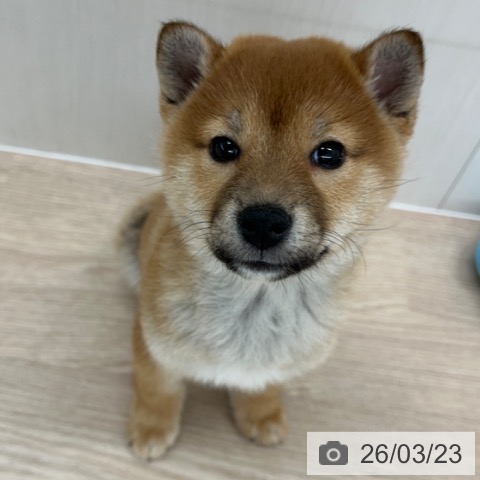 長崎県の柴犬(標準サイズ) (ペットプラス 長崎店/2026年1月15日生まれ/女の子/赤)の子犬の3枚目の画像