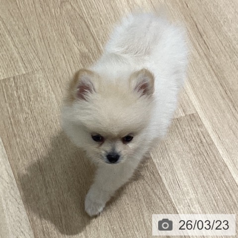 宮城県のポメラニアン (ペットプラス 仙台上杉店/2026年1月17日生まれ/男の子/クリーム)の子犬の4枚目の画像