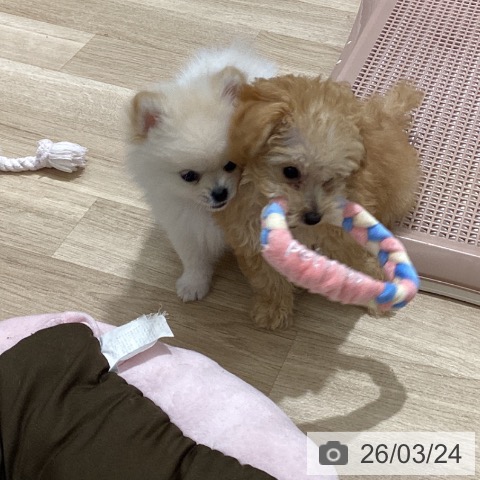 宮城県のポメラニアン (ペットプラス 仙台上杉店/2026年1月17日生まれ/男の子/クリーム)の子犬の3枚目の画像