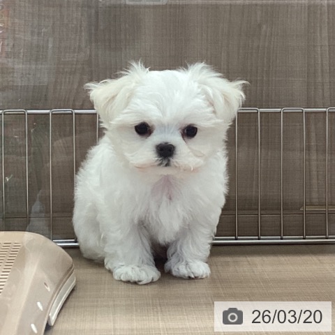 マルチーズの写真