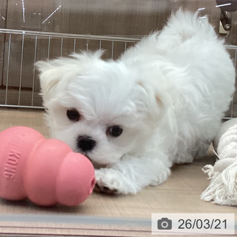 マルチーズの写真