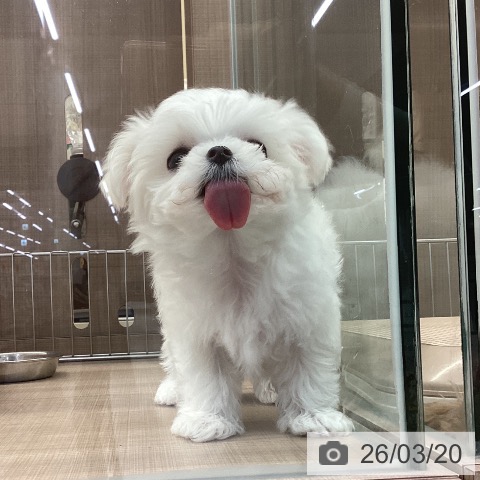 マルチーズの写真