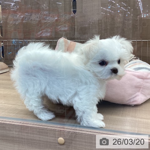 マルチーズの写真