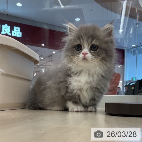 マンチカンの写真