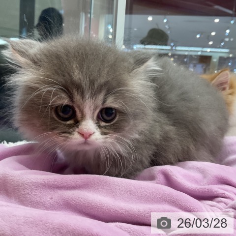 マンチカンの写真