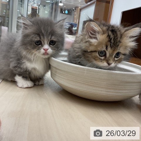 埼玉県のマンチカン (ペットプラス 浦和美園店/2026年1月17日生まれ/男の子/ブルーホワイト)の子猫の3枚目の画像