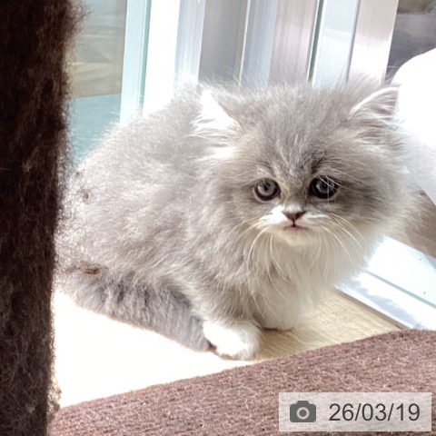 マンチカンの写真