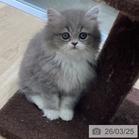 東京都のマンチカン (ペットプラス 立川高島屋S.C.店/2026年1月17日生まれ/女の子/ブルーホワイト)の子猫の3枚目の画像