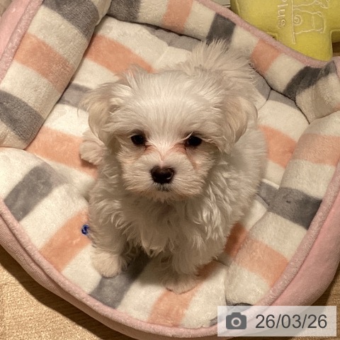 埼玉県のマルチーズ (ペットプラス イオンモール春日部店/2026年1月17日生まれ/男の子/ホワイト)の子犬の4枚目の画像