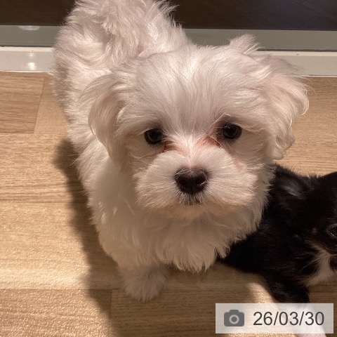 埼玉県のマルチーズ (ペットプラス イオンモール春日部店/2026年1月17日生まれ/男の子/ホワイト)の子犬の3枚目の画像