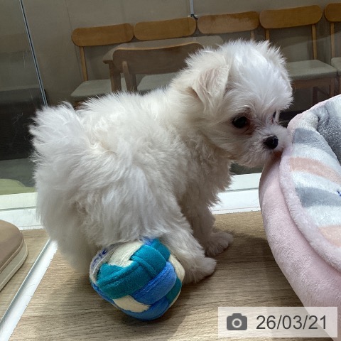 マルチーズの写真