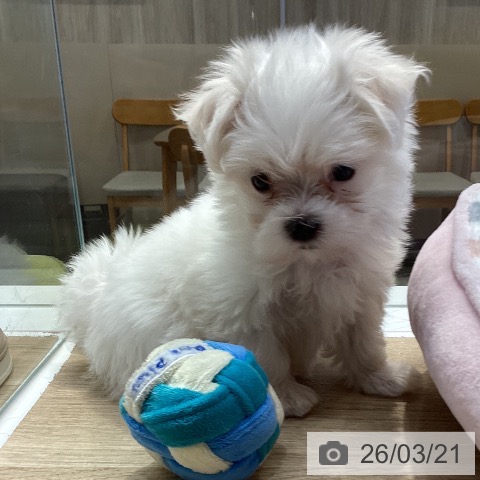 マルチーズの写真