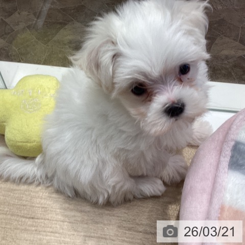 マルチーズの写真