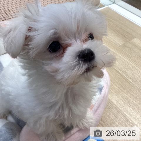 神奈川県のマルチーズ (ペットプラス 座間店/2026年1月17日生まれ/女の子/ホワイト)の子犬の4枚目の画像