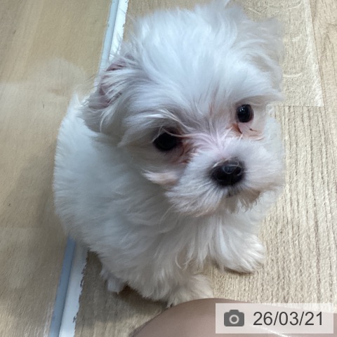 マルチーズの写真