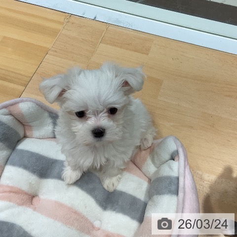 埼玉県のマルチーズ (ペットプラス 与野店/2026年1月17日生まれ/女の子/ホワイト)の子犬の4枚目の画像